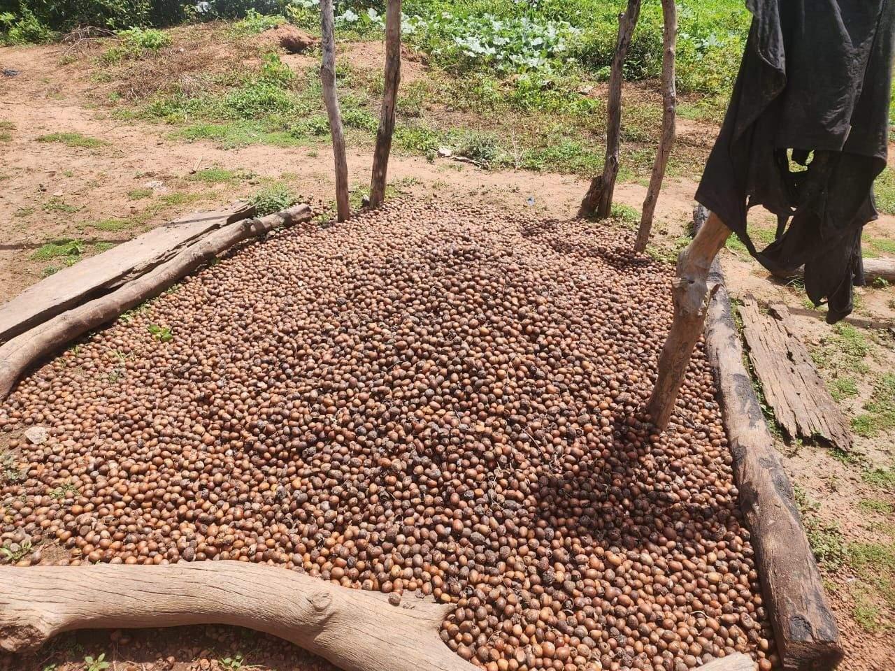 Cocoa beans drying on a raised rack at a farm