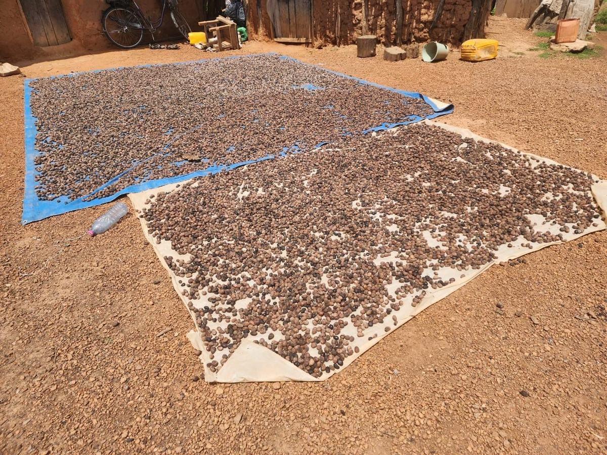 Cocoa beans drying on tarps at a family compound