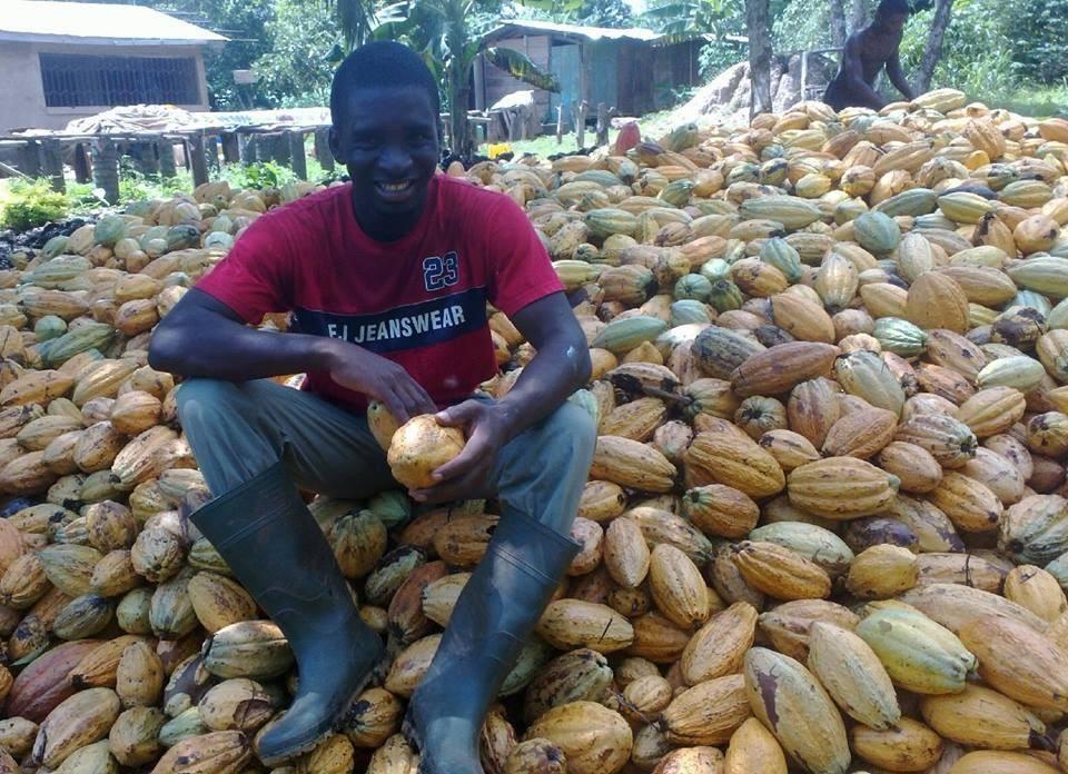 A smiling cocoa farmer sitting on a pile of freshly harvested cocoa pods