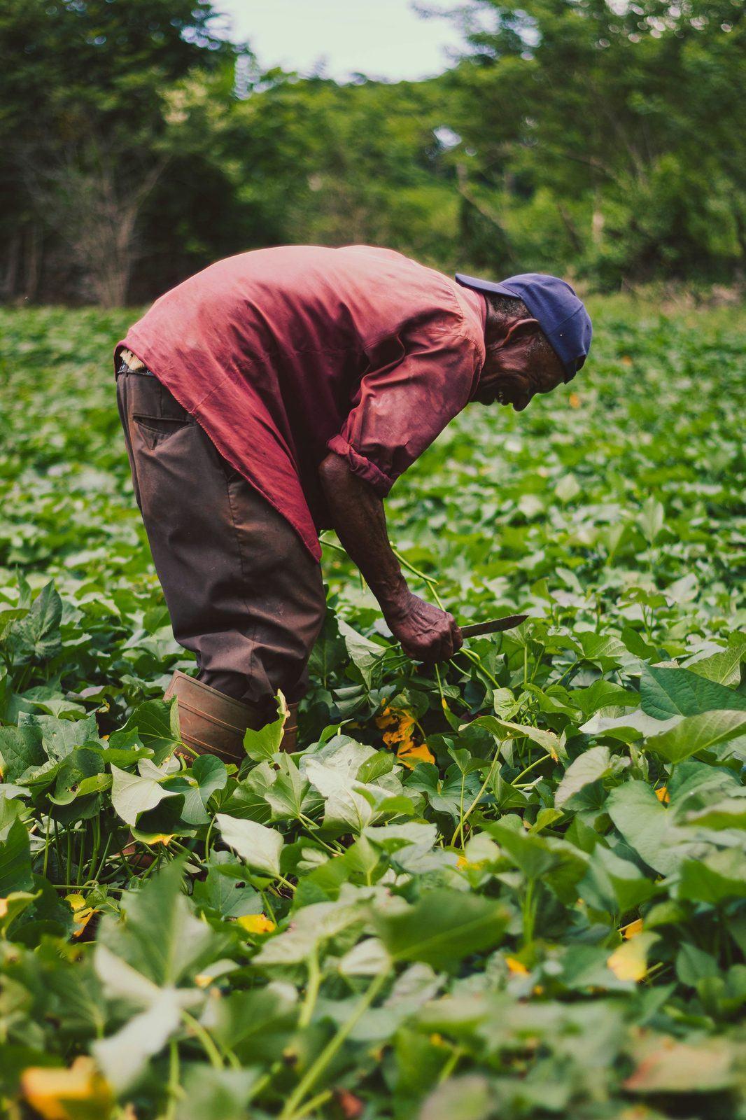 A farmer harvesting crops by hand in a field