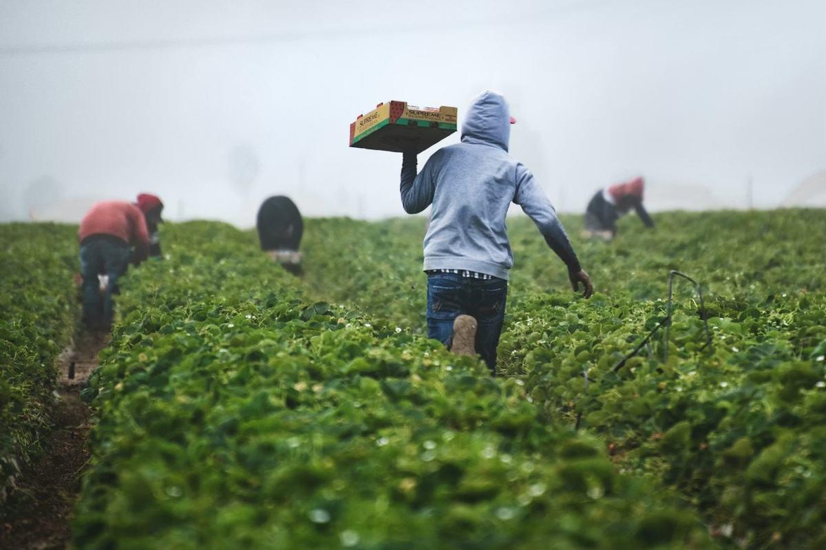 Farm workers harvesting produce and carrying crates through a field