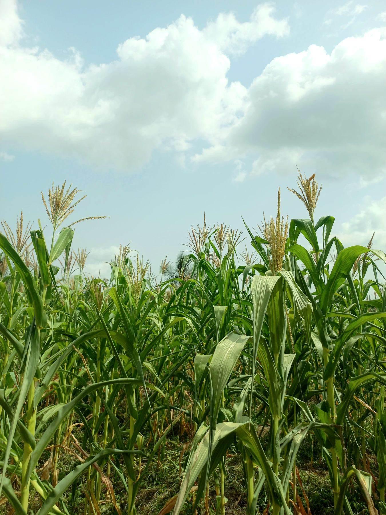 A green maize farm under a blue sky