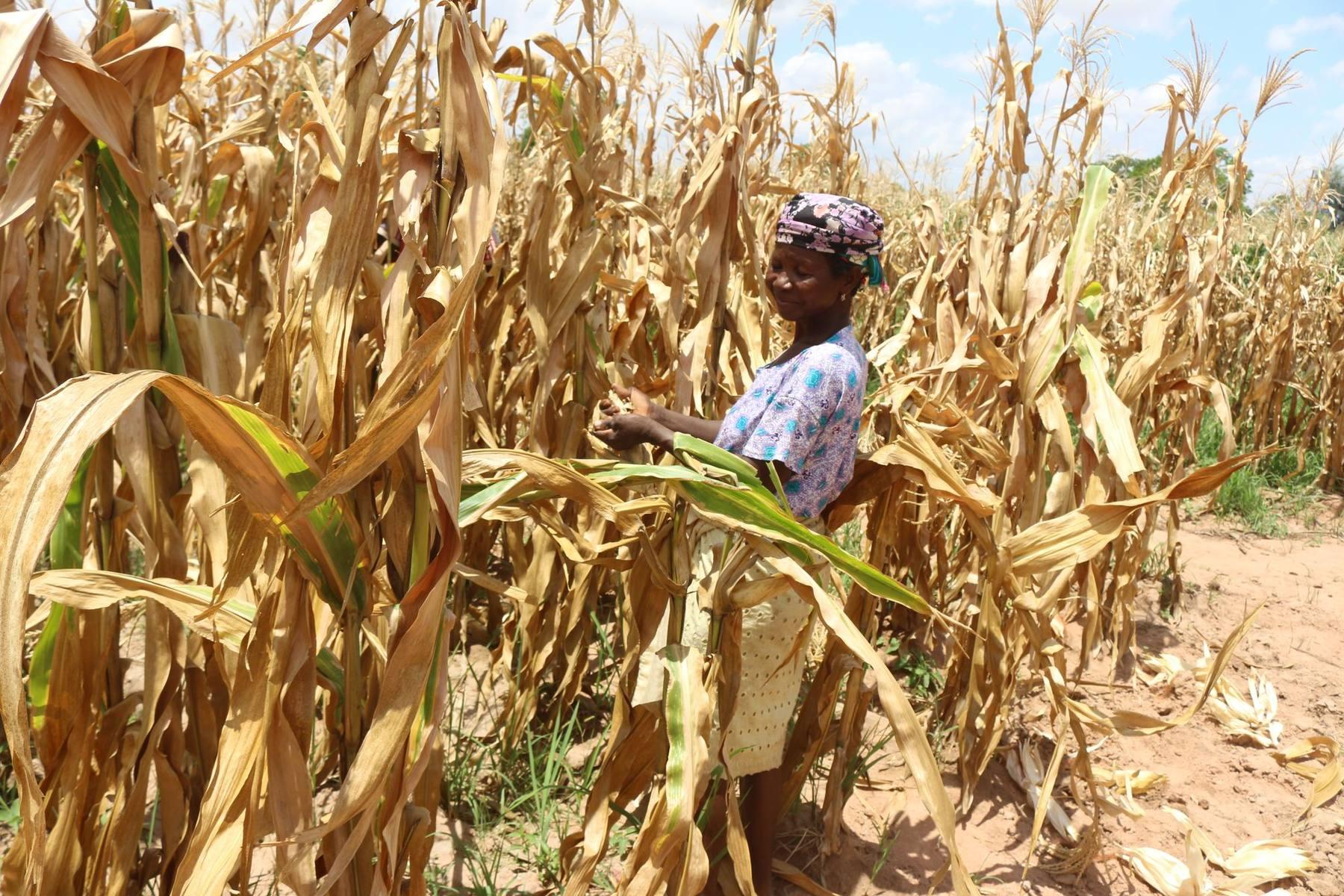 A farmer harvesting maize by hand in a dry-season field