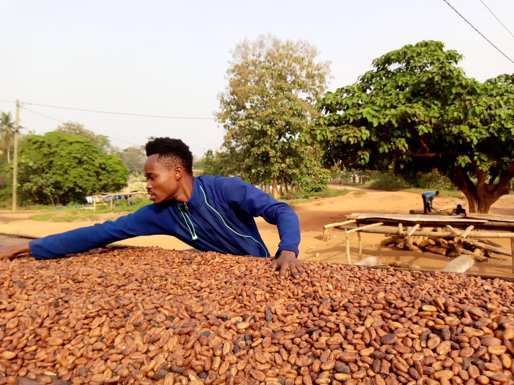 A farmer drying cocoa beans by hand in Ghana