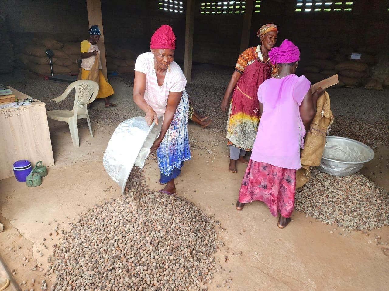 Women sorting and weighing cocoa beans at a collection warehouse